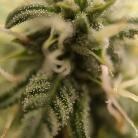 Wedding Cake #2 growlog timeline photo
