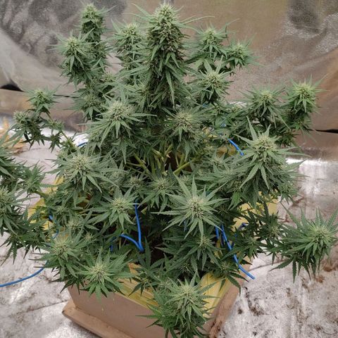 Wedding Cake #2 growlog timeline photo