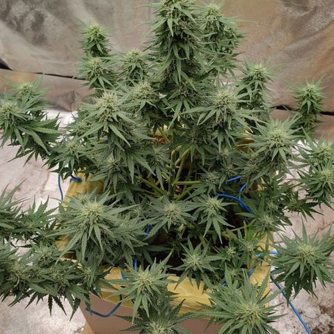 Wedding Cake #2 growlog timeline photo