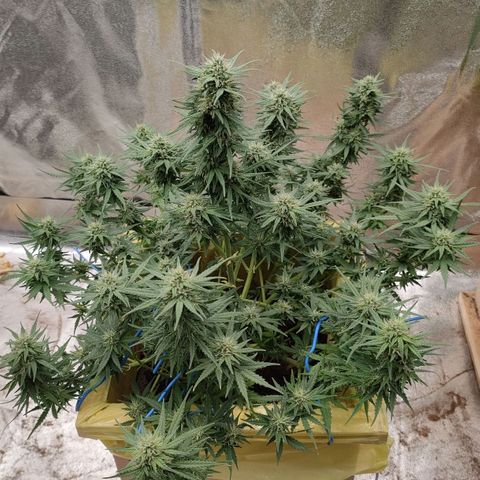 Wedding Cake #2 growlog timeline photo