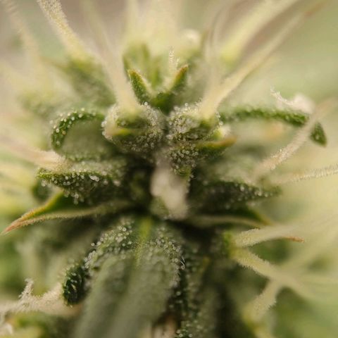 Wedding Cake #2 growlog timeline photo