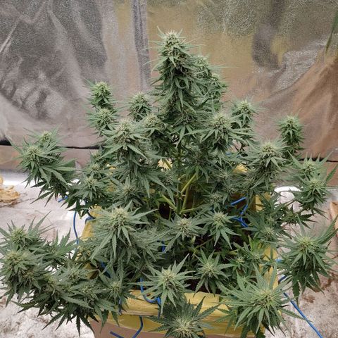 Wedding Cake #2 growlog timeline photo