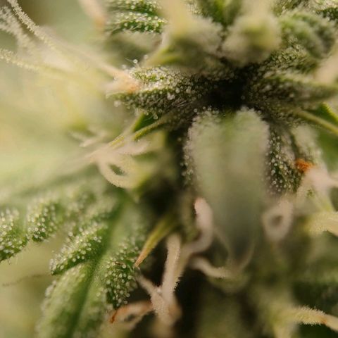Wedding Cake #2 growlog timeline photo