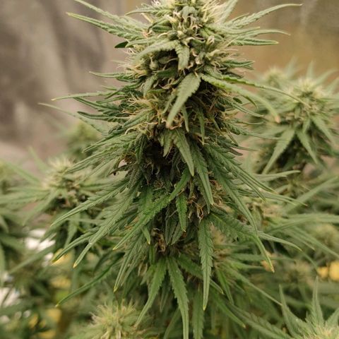 Wedding Cake #2 growlog timeline photo