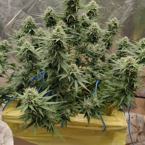 Wedding Cake #2 growlog timeline photo