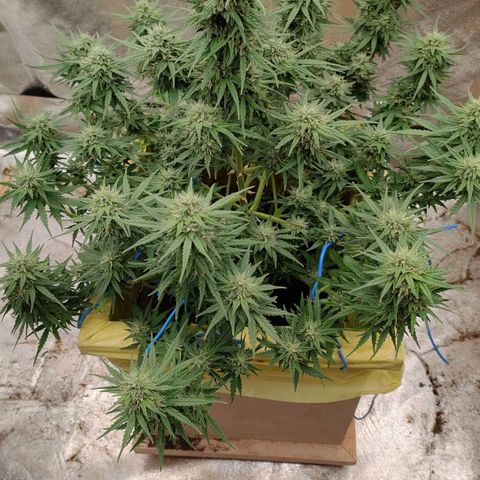 Wedding Cake #2 growlog timeline photo