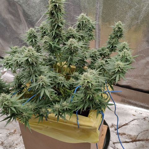 Wedding Cake #2 growlog timeline photo