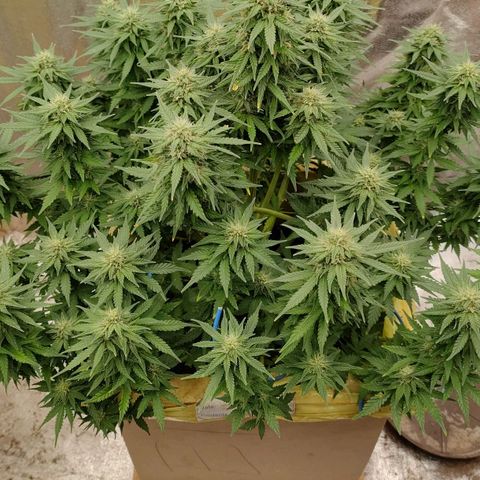 Wedding Cake #1 growlog timeline photo