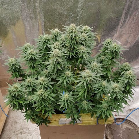 Wedding Cake #1 growlog timeline photo