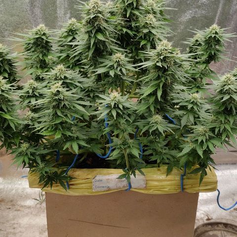 Wedding Cake #1 growlog timeline photo
