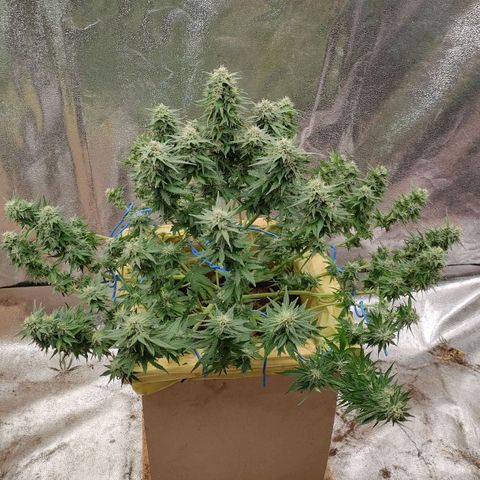 Wedding Cake #2 growlog timeline photo
