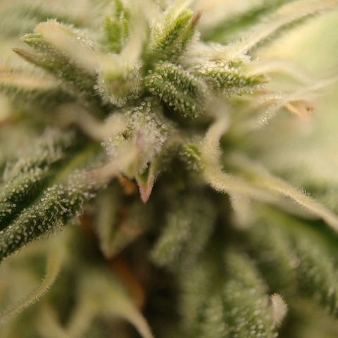 Wedding Cake #2 growlog timeline photo