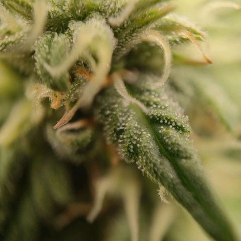 Wedding Cake #2 growlog timeline photo
