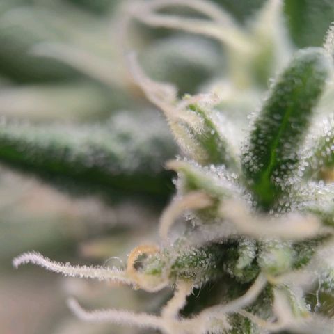 Wedding Cake #2 growlog timeline photo