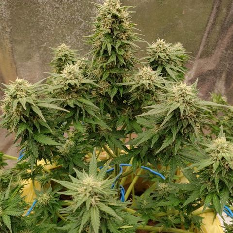 Wedding Cake #2 growlog timeline photo