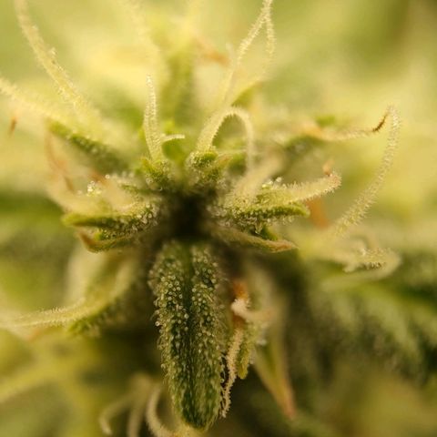 Wedding Cake #2 growlog timeline photo