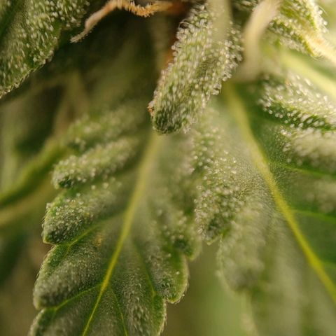 Wedding Cake #2 growlog timeline photo