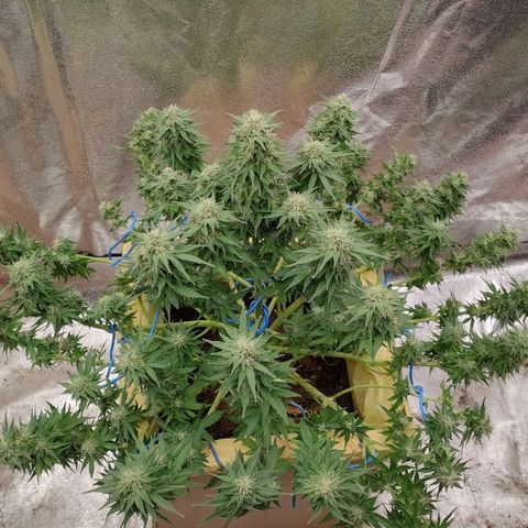 Wedding Cake #2 growlog timeline photo