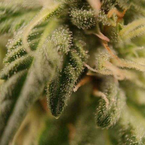 Wedding Cake #2 growlog timeline photo