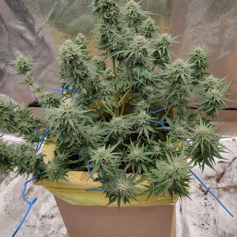 Wedding Cake #1 growlog timeline photo