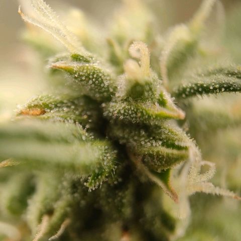 Wedding Cake #1 growlog timeline photo