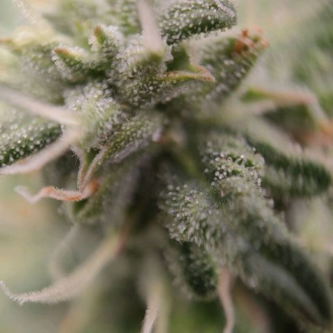 Wedding Cake #1 growlog timeline photo