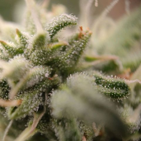 Wedding Cake #1 growlog timeline photo