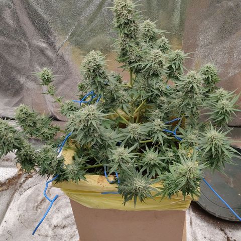 Wedding Cake #1 growlog timeline photo