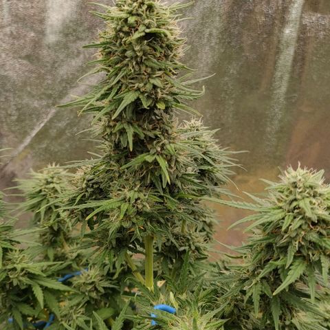 Wedding Cake #1 growlog timeline photo