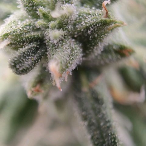 Wedding Cake #1 growlog timeline photo