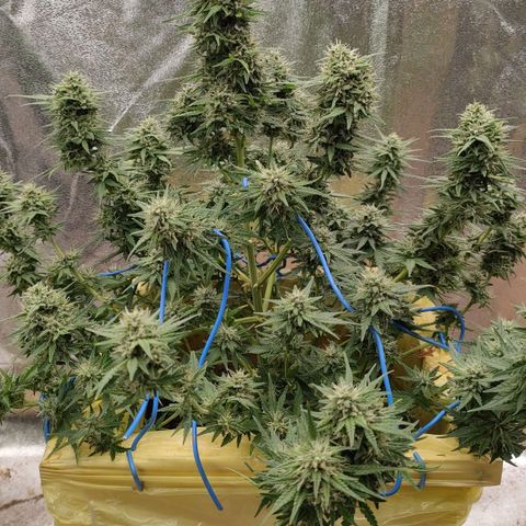 Wedding Cake #1 growlog timeline photo