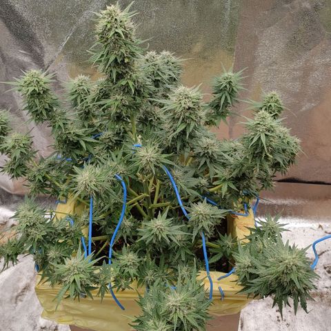 Wedding Cake #1 growlog timeline photo