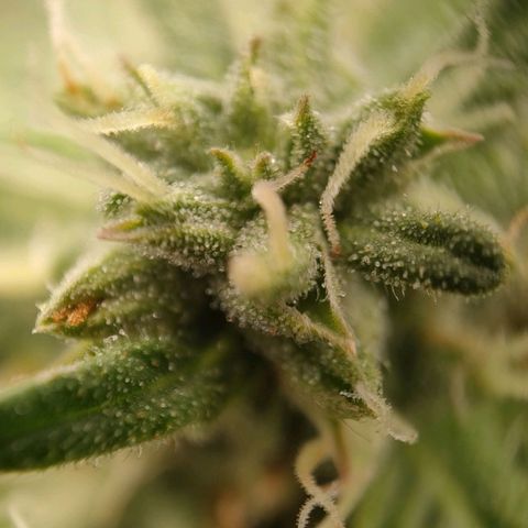 Wedding Cake #1 growlog timeline photo
