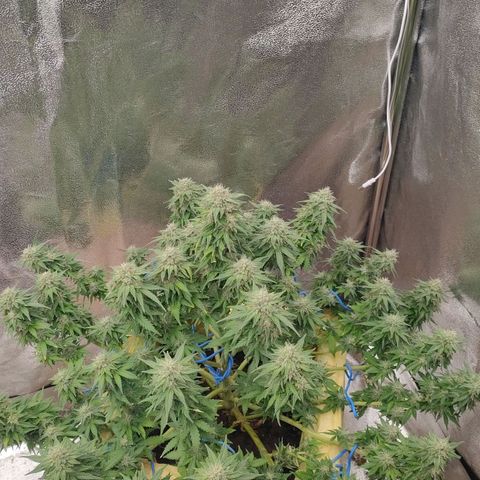 Wedding Cake #2 growlog timeline photo