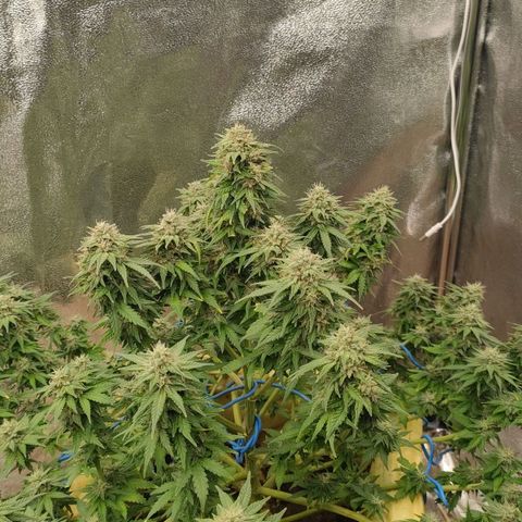 Wedding Cake #2 growlog timeline photo