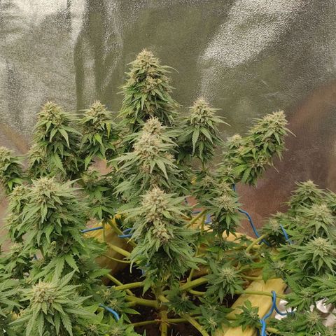 Wedding Cake #2 growlog timeline photo