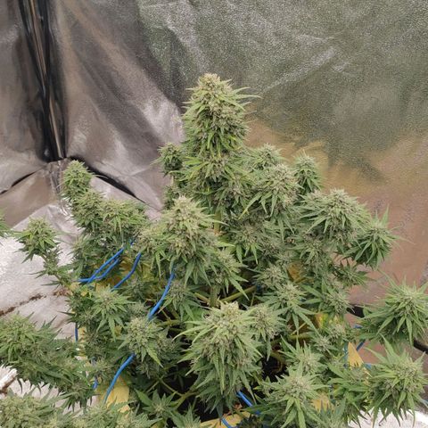 Wedding Cake #1 growlog timeline photo