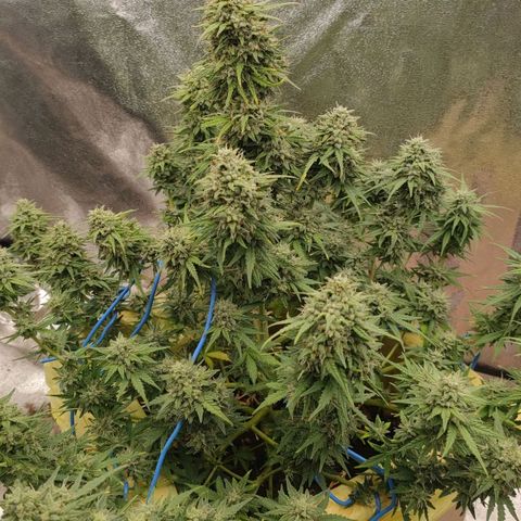 Wedding Cake #1 growlog timeline photo