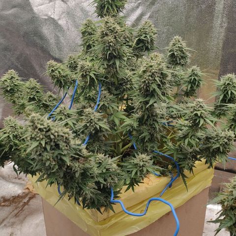 Wedding Cake #1 growlog timeline photo