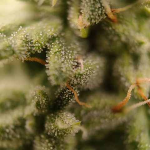 Wedding Cake #1 growlog timeline photo
