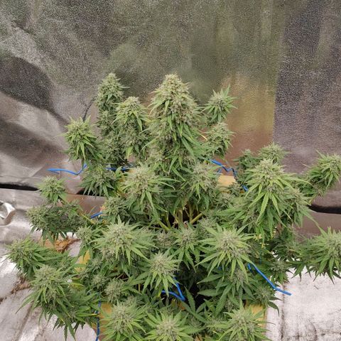 Wedding Cake #1 growlog timeline photo