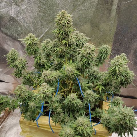 Wedding Cake #1 growlog timeline photo