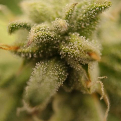 Wedding Cake #1 growlog timeline photo