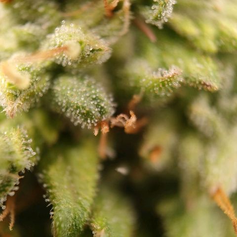 Wedding Cake #1 growlog timeline photo