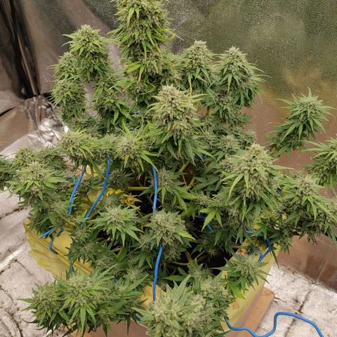 Wedding Cake #1 growlog timeline photo