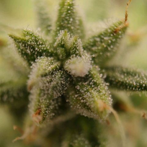 Wedding Cake #1 growlog timeline photo