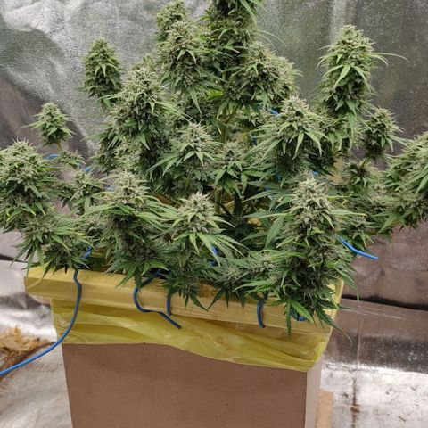 Wedding Cake #1 growlog timeline photo