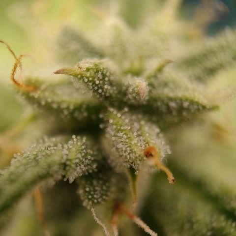 Wedding Cake #1 growlog timeline photo