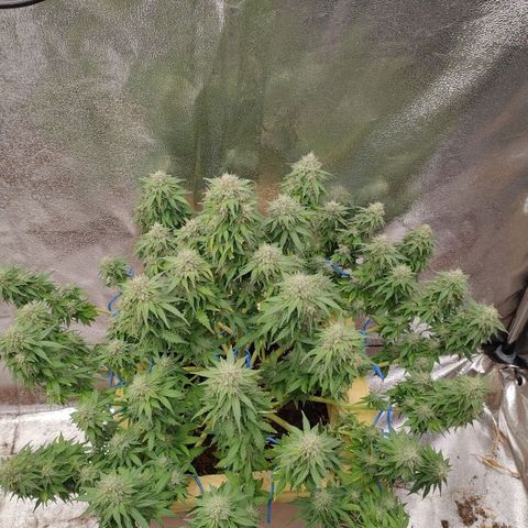 Wedding Cake #2 growlog timeline photo