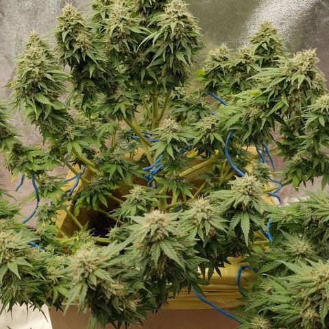 Wedding Cake #2 growlog timeline photo
